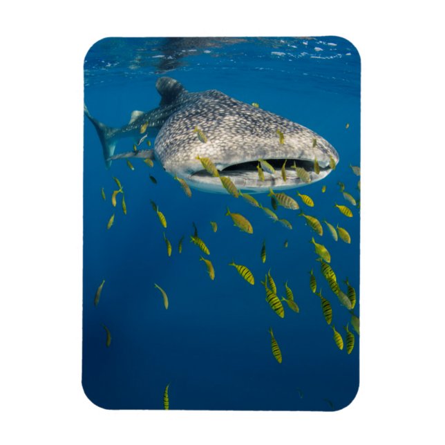 Magnet Flexible Whale Shark with fish, Indonésie (Vertical)