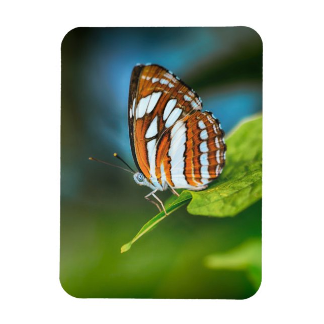 Magnet Flexible White and Orange Striped Butterfly (Vertical)