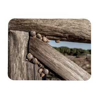 Magnet Flexible White garden snails (Theba pisana) estivating