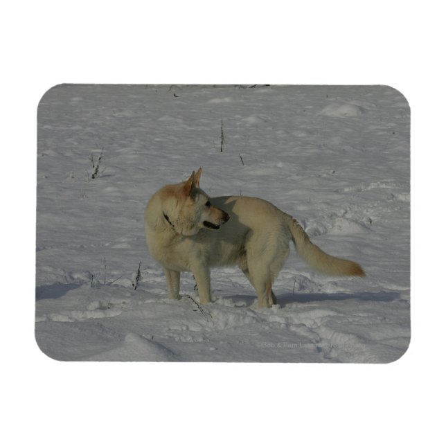 Magnet Flexible White German Shepherd in the Snow (Horizontal)