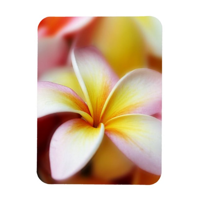 Magnet Flexible White Plumeria Frangipani Hawaii Flower Hawaiian (Vertical)