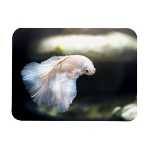 Magnet Flexible White siamese Fighting Fish