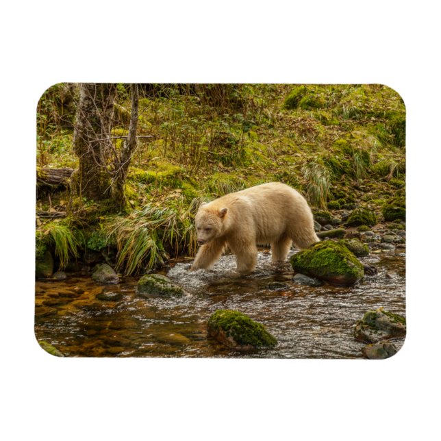 Magnet Flexible White Spirit Bear Chasse pour poisson sur Riordan  (Horizontal)