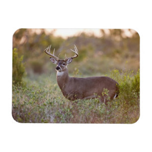 Magnet Flexible White-tailed Deer   Fall in Texas