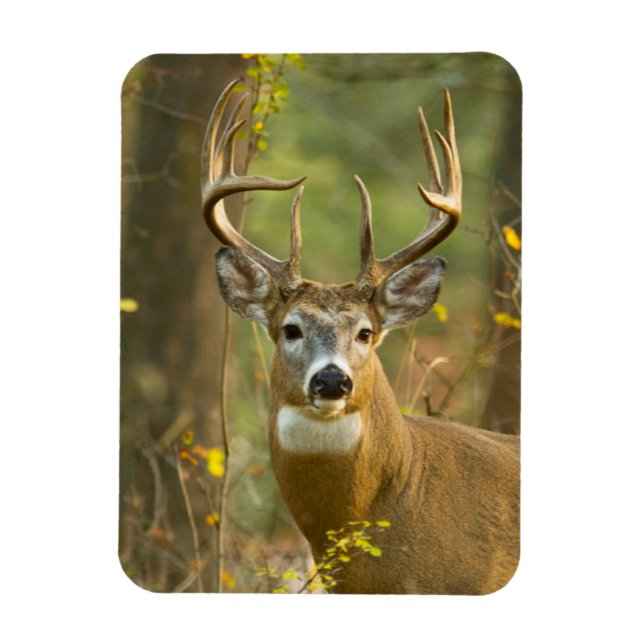 Magnet Flexible Whitetail Deer Buck | Corégone, Montana (Vertical)