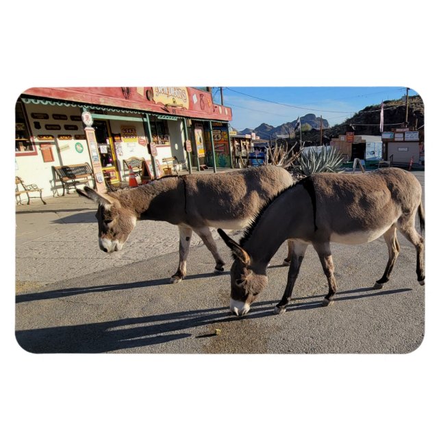 Magnet Flexible Wild Burros à Oatman, Arizona (Horizontal)