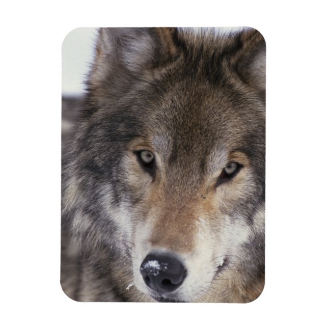 Magnet Flexible Wolf Gaze (Vertical)