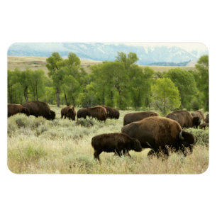 Magnet Flexible Wyoming Bison Nature Animal Photographie
