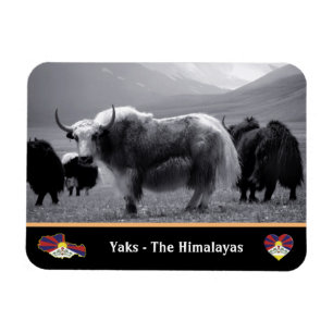 Magnet Flexible Yaks - L'Himalaya et le Tibet / La randonnée du L