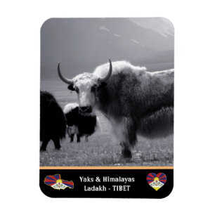 Magnet Flexible Yaks - L'Himalaya - Trekking Tibet / Ladakh