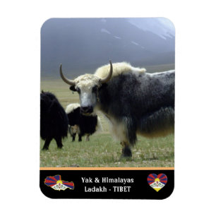 Magnet Flexible Yaks, nomades de l'Himalaya - Tibet/Ladakh