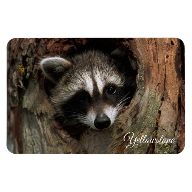 Magnet Flexible Yellowstone Magnet-Raccoon (Horizontal)