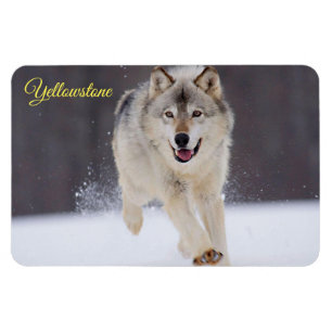 Magnet Flexible Yellowstone Magnet-Wolf