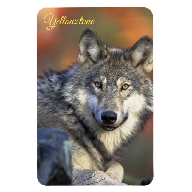 Magnet Flexible Yellowstone Magnet-Wolf (Vertical)