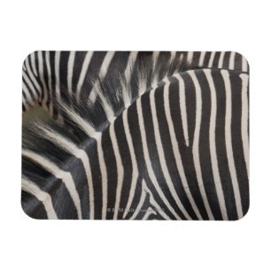 Magnet Flexible Zèbres