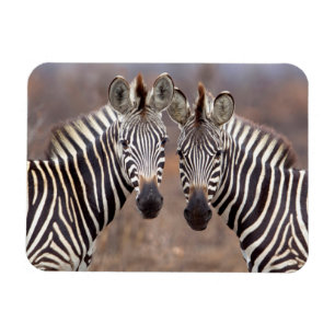 Magnet Flexible Zèbres des plaines, Parc national Kruger