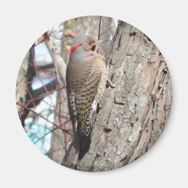 Magnet Flicker du Nord. (Devant)