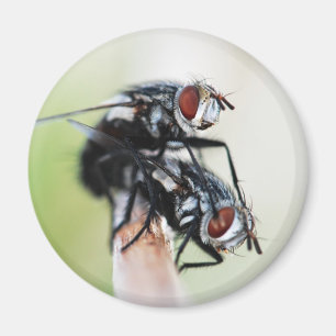Magnet: Flies Magnet