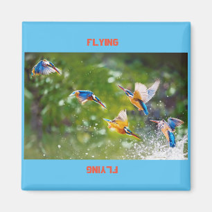 Magnet Flying