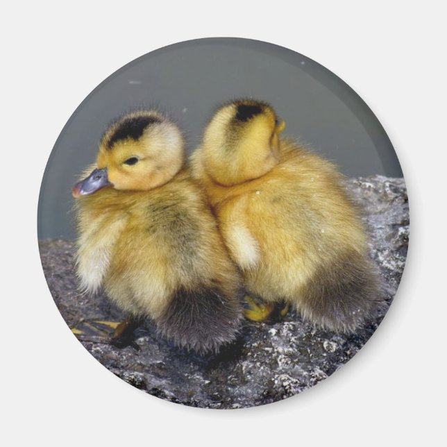 Magnet frigo (Devant)