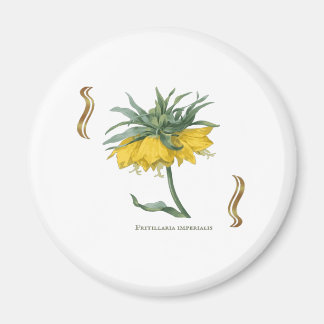 Magnet Fritillaria imperialis -couronne impériale