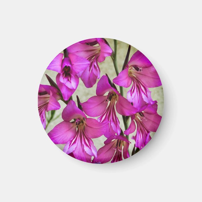 Magnet gladiolus byzantin (Devant)