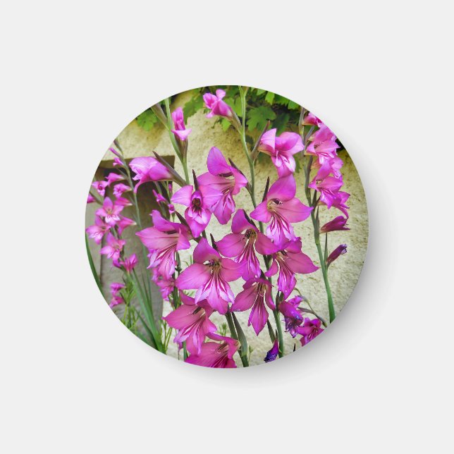 Magnet gladiolus byzantin (Devant)