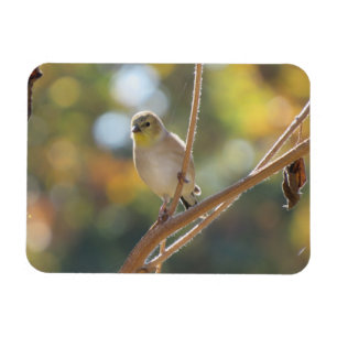 Magnet Goldfinch féminin