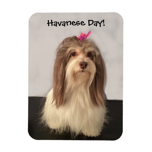 Magnet, HAVANESE DAY! by Nancy Lee Garrett Magnet (Vertical)
