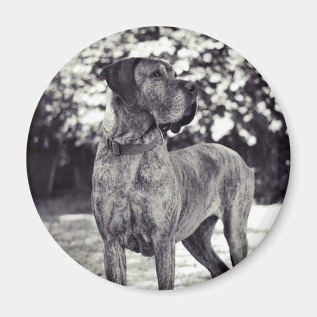 Magnet Helia (Front)