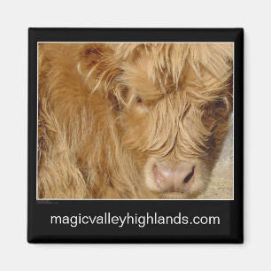 Magnet - Highland Cattle