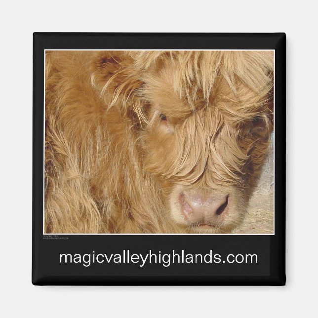 Magnet - Highland Cattle (Front)