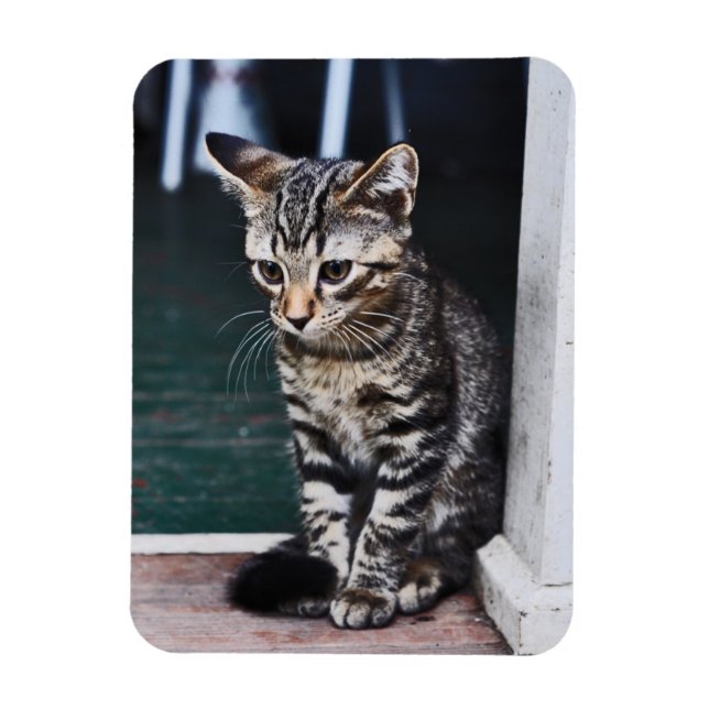 Magnet: Kitten Magnet (Vertical)