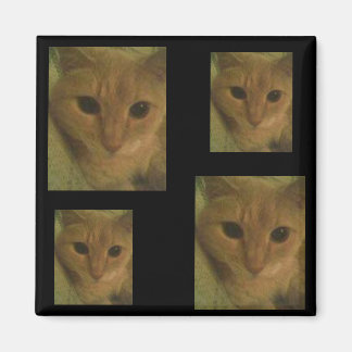 Magnet Kitty