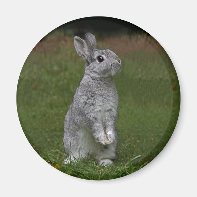 Magnet Lapin Bébé Mignon (Devant)