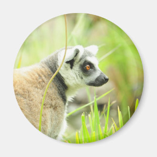 Magnet -Lemur- Ring Tailed