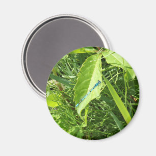 Magnet Libellule Bleue