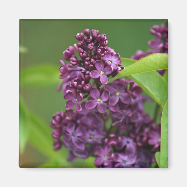 Magnet Lilac pourpre (Devant)