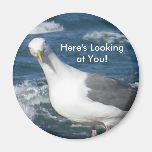 Magnet:  Looking Gull Magnet (Front)