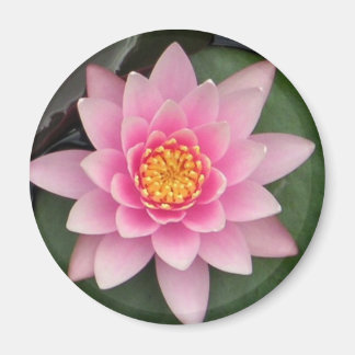 Magnet Lotus rose