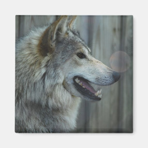 Magnet loup mexicain