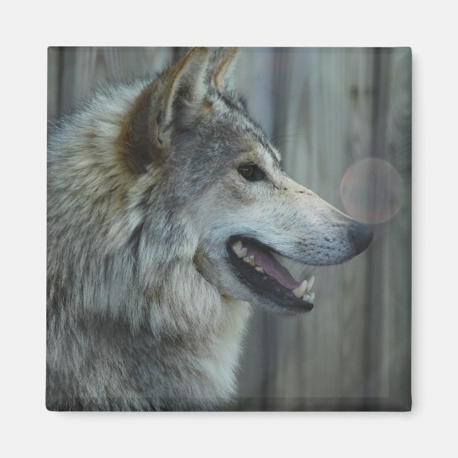 Magnet loup mexicain (Devant)