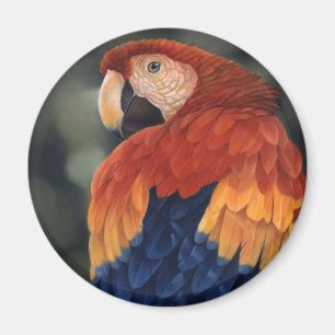Magnet Macaw