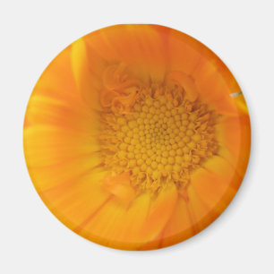 Magnet Macro orange Marigold