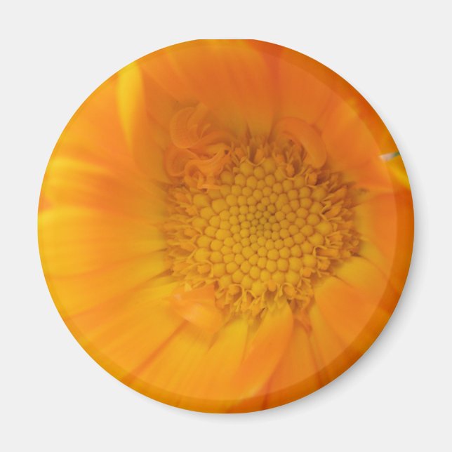 Magnet Macro orange Marigold (Devant)