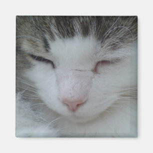 Magnet - Maine Coon Cat Image 2