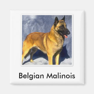 Magnet Malinois
