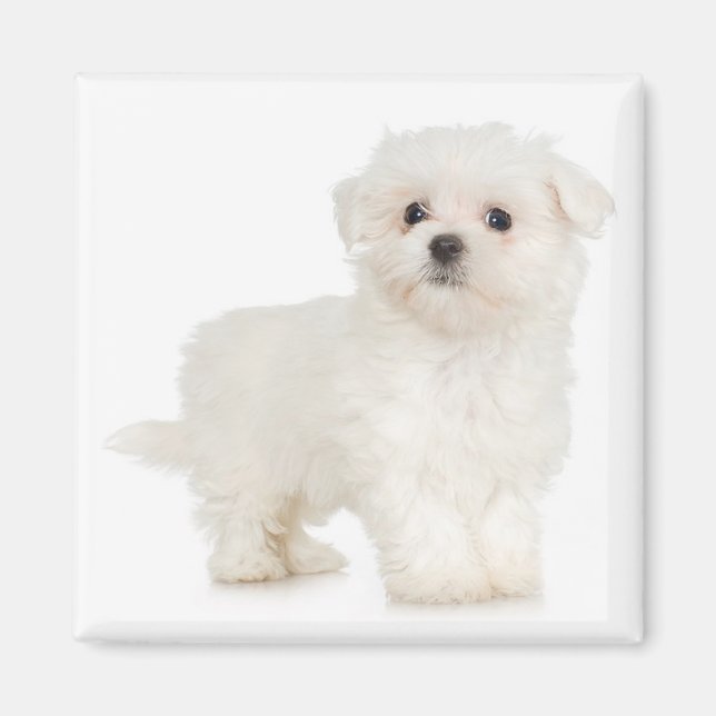 Magnet maltais (Devant)