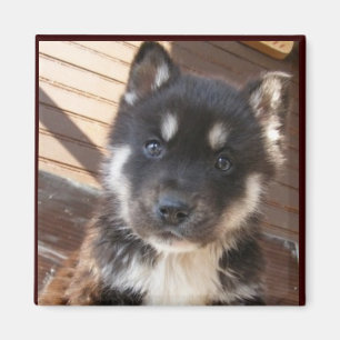 Magnet mignon de visage de chiot