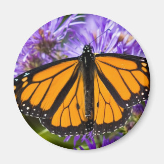 Magnet Monarch Butterfly et Purple Asters